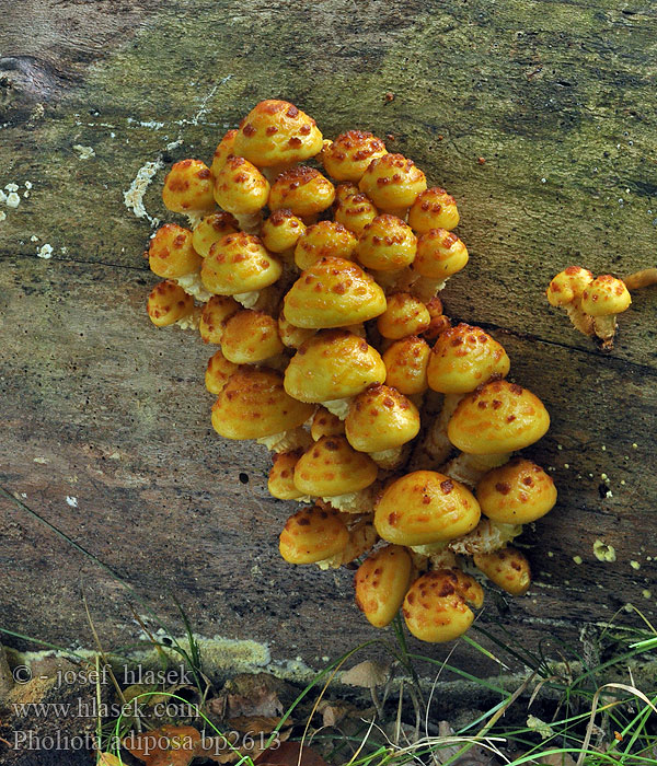 Pholiota adiposa jahnii Łuskowiak tłustawy