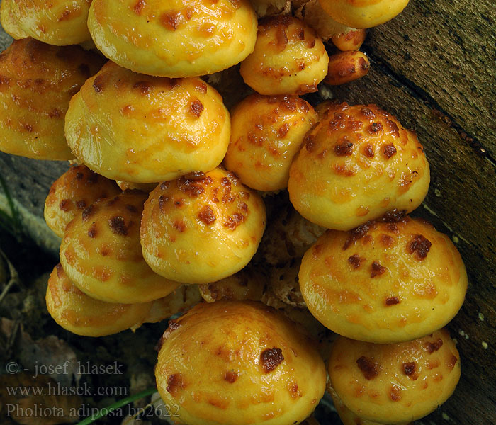 Pholiota adiposa jahnii Pholiote graisseuse grasse