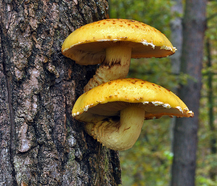 Pholiota adiposa Šupinovka slizká