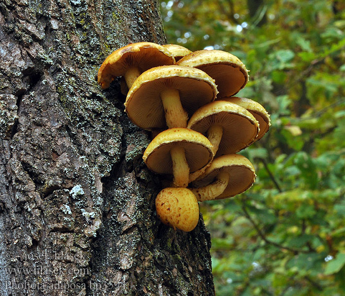 Pholiota adiposa Łuskowiak tłustawy