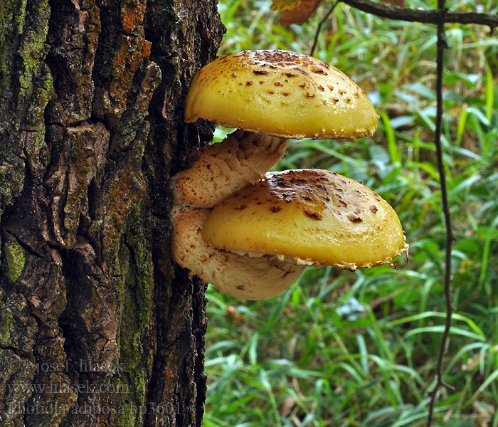 Pholiota adiposa 검은비늘버섯