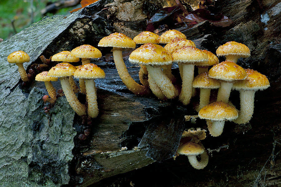 Pholiote graisseuse grasse Pholiota adiposa