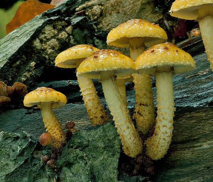 검은비늘버섯 Pholiota adiposa