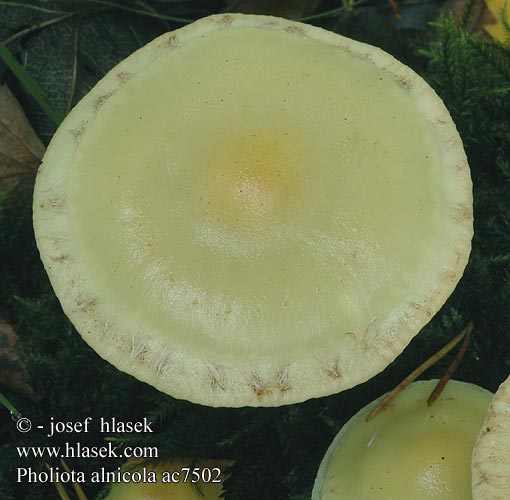 Pholiota alnicola ac7502