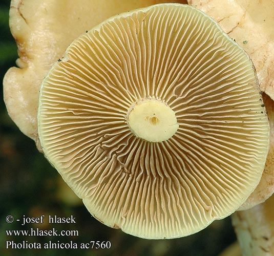 Pholiota alnicola ac7560