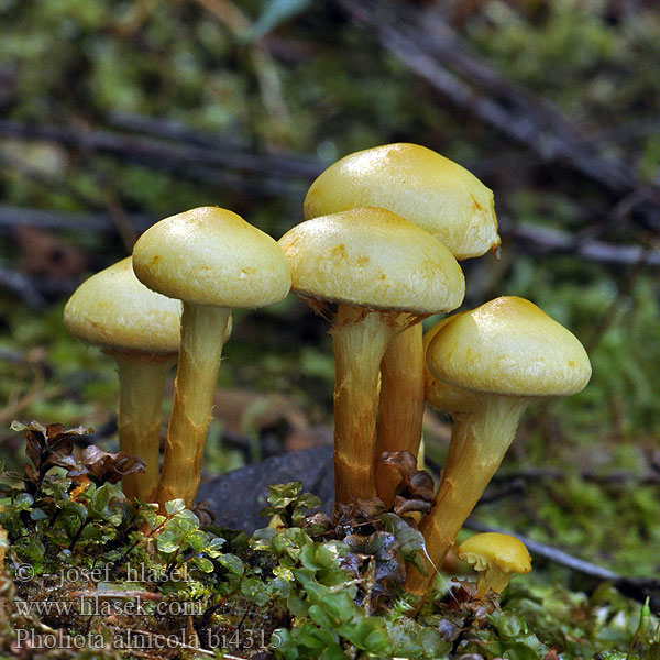 Pholiota alnicola bi4315