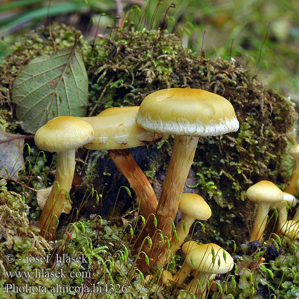 Pholiota alnicola bi4326