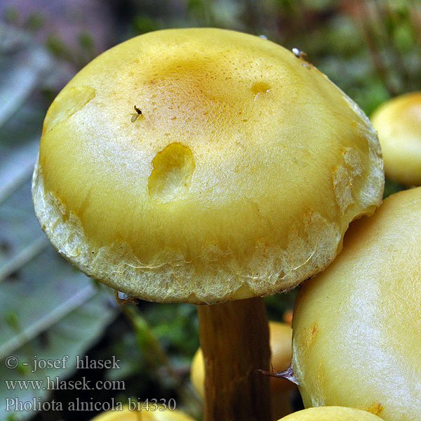 Pholiota alnicola bi4330