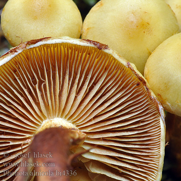 Pholiota alnicola bi4336