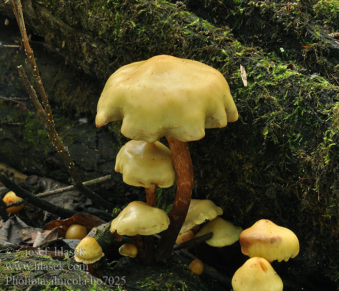 Pholiota_alnicola_bo7025