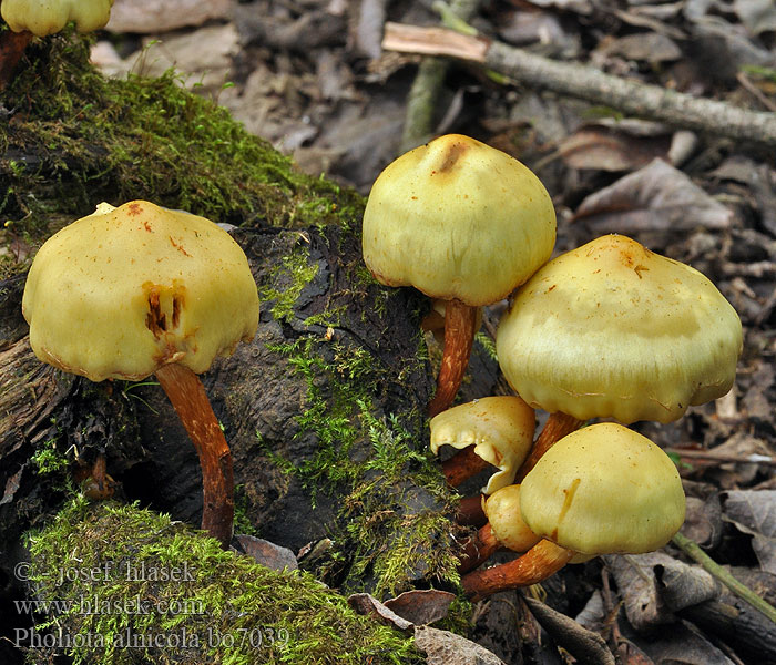 Pholiota alnicola Šupinovka jelšová