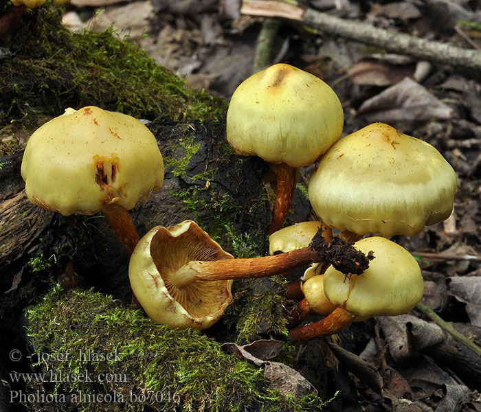 Pholiota alnicola Zitronengelber Erlenschüppling