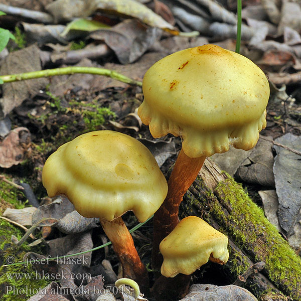 Pholiota_alnicola_bo7048