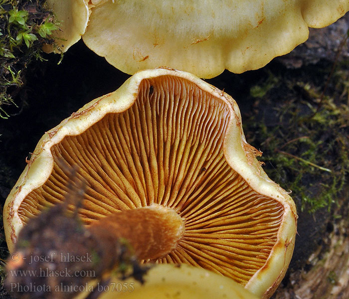 Pholiota alnicola Gul flamskivling