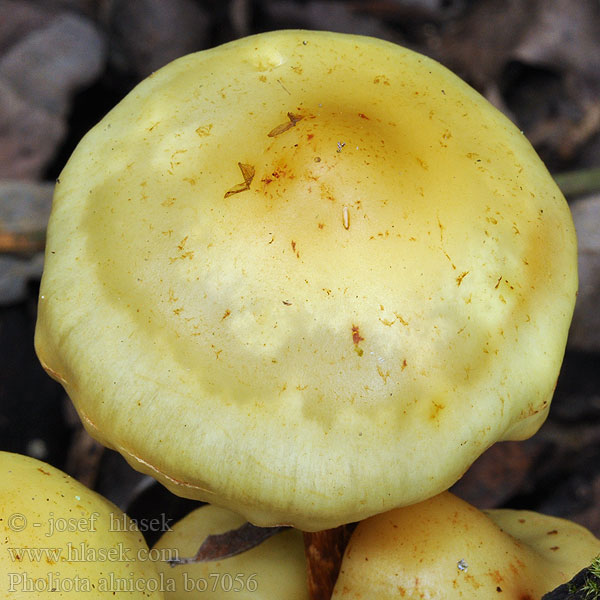 Pholiota alnicola Alder Scalycap