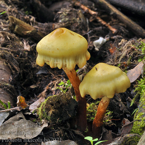 Pholiota alnicola Elzenbundelzwam Чешуйчатка ольховая