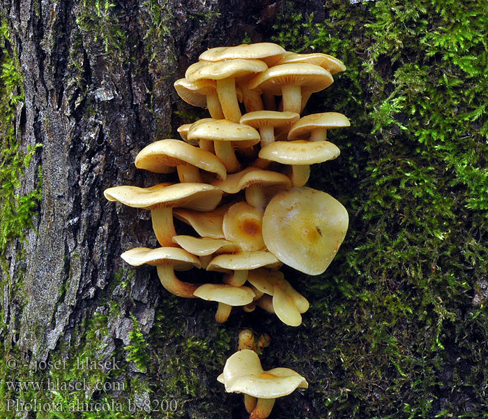 Pholiota_alnicola_bs8200