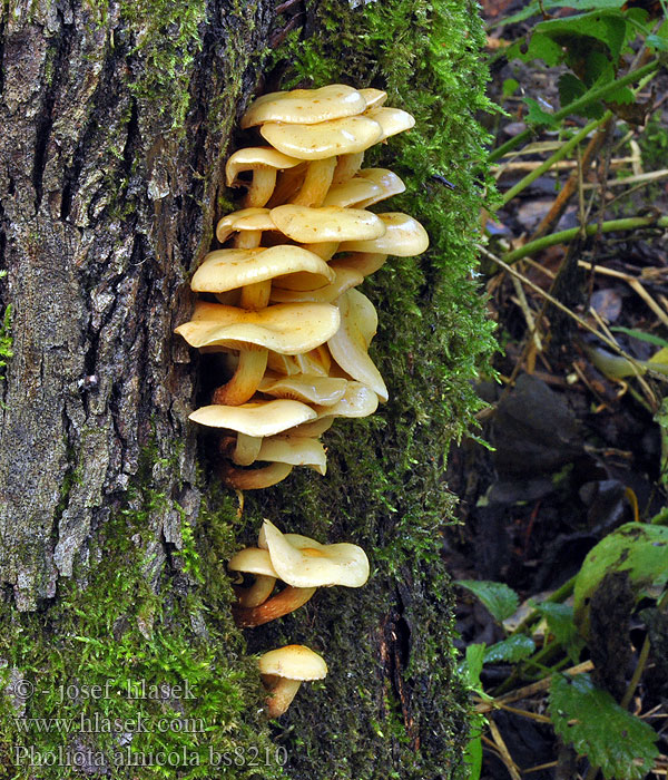 Pholiota alnicola Pholiote aulne