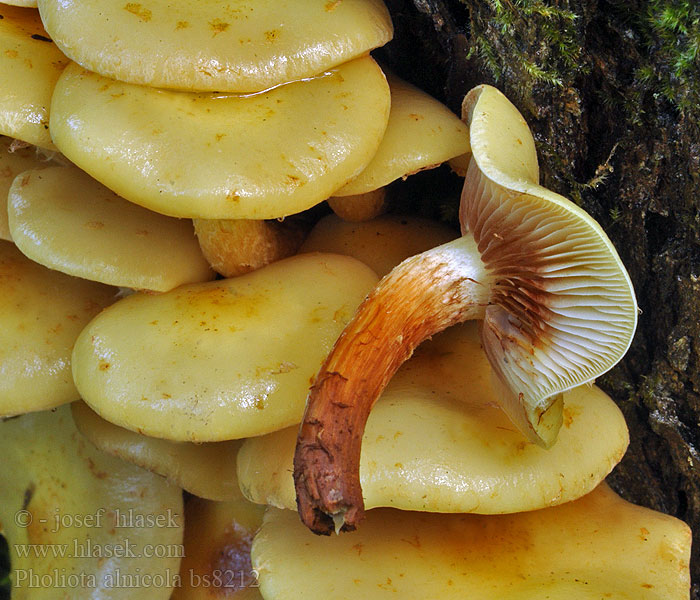 Pholiota alnicola Oreskjellsopp Łuskwiak żółty