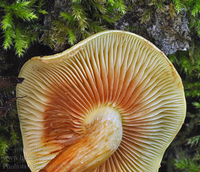 Pholiota alnicola Šupinovka olšová Jelšev luskinar