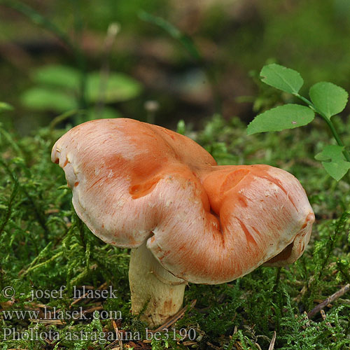 Pholiota astragalina Gymnopilus Flammula Šupinovka kozincová