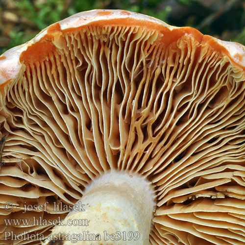 Pholiota astragalina be3199