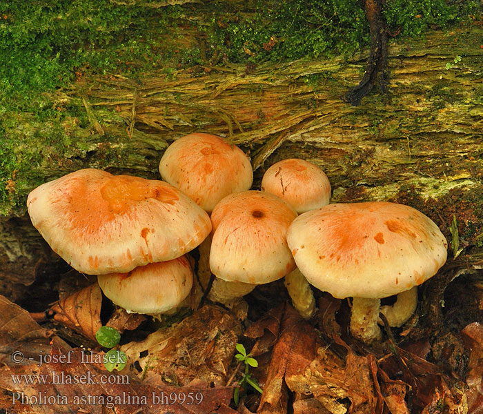 Pholiota astragalina Łuskwiak szafranowoczerwony czerniejący