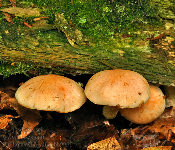 Pholiota astragalina Safranskjellsopp Šupinovka šafranová