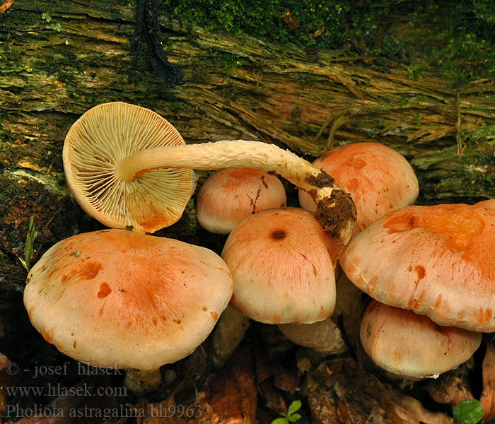 Pholiota astragalina Prelestni luskinar Röd flamskivling