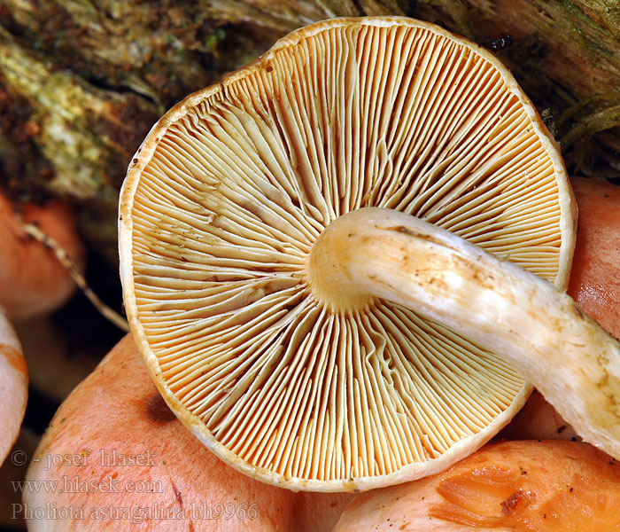 Pholiota astragalina Gymnopilus Šupinovka kozincová