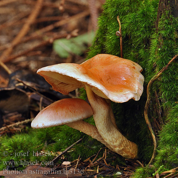 Pholiota astragalina bi3136