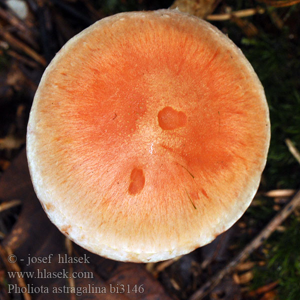 Pholiota astragalina bi3146