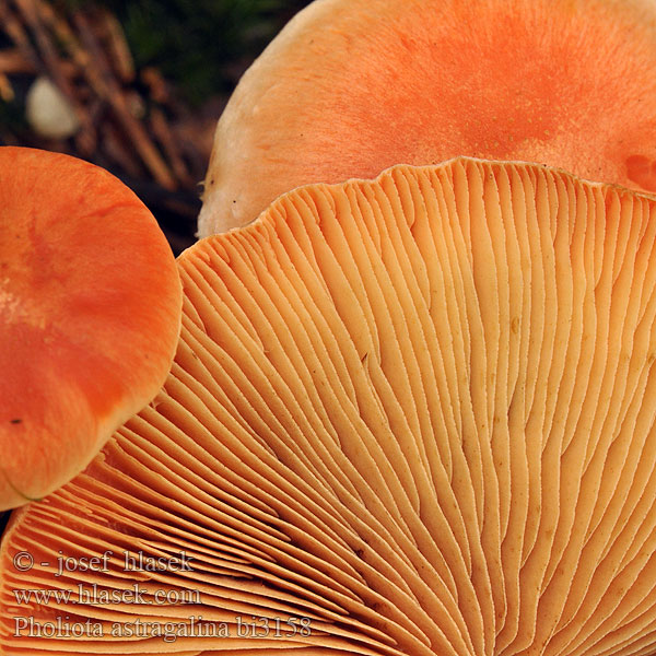 Röd flamskivling Pholiota astragalina Gymnopilus Flammula