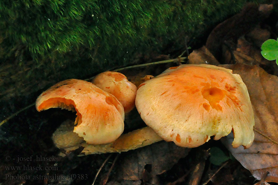 Goudvinkzwam アカツムタケ Sáfrányszínű tőkegomba Pholiota astragalina