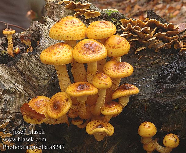 Pholiota aurivella aurivellus Agaricus floccosus squarrosus verruculosus Dryophila verruculosa Golden Pholiota Højtsiddende skælhat kultahelokka Pholiote dorée Goudvliesbundelzwam Rozsdasárga tőkegomba Goldfell Schüppling Goldfell-Schüppling Hochthronender Łuskwiak złotawy Šupinovka zlatozávojová Šupinovka zlatozávojná Slemmig tofsskivling Чешуйчатка серно-желтая золотистая ヌメリスギタケモドキ