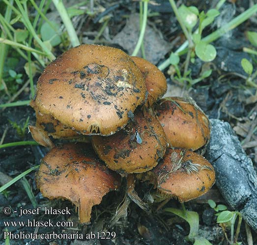 Pholiota carbonaria highlandensis Flammulina Flammula