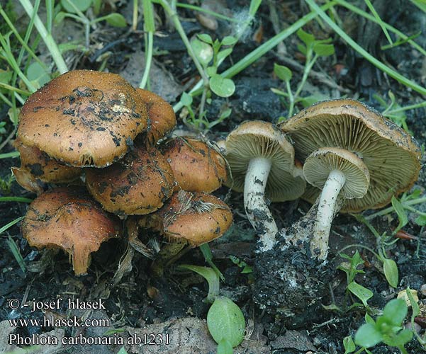 Pholiota carbonaria Šupinovka uhelná spáleništní spálenisková