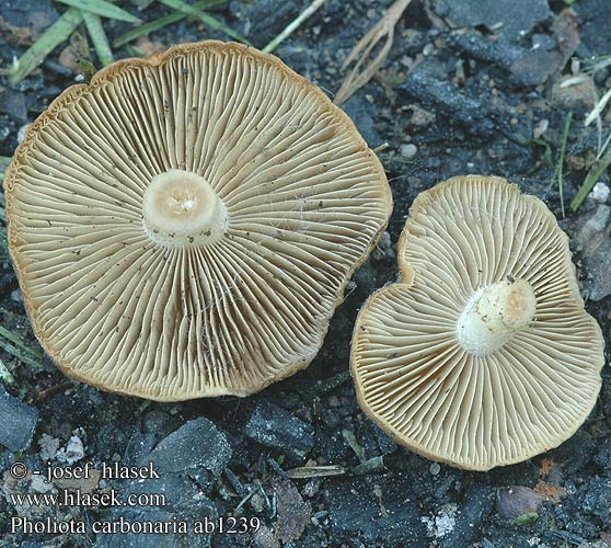 Pholiota carbonaria Чешуйчатка угольная Charcoal