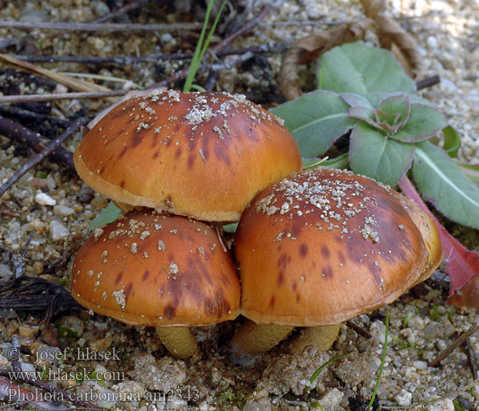 Pholiota_carbonaria_am2343