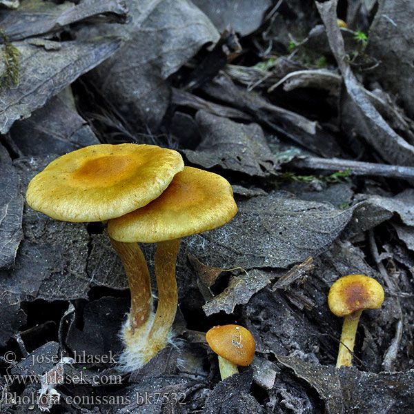 Pholiota conissans Šupinovka ověšená Grass-Schüppling