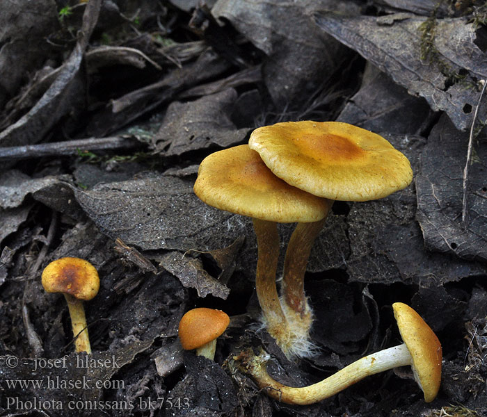 Pholiota_conissans_bk7543