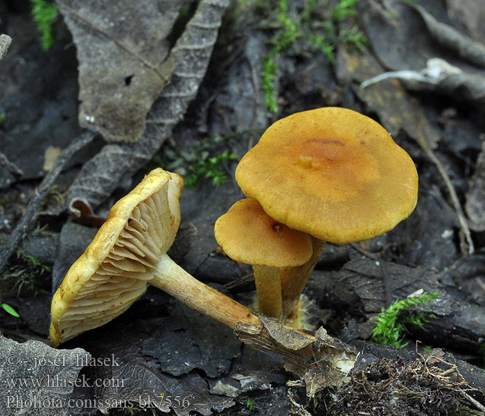 Pholiota conissans Pile-Skælhat Videtofsskivling Pajuhelokka