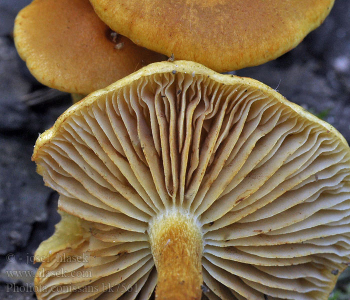 Pholiota_conissans_bk7561