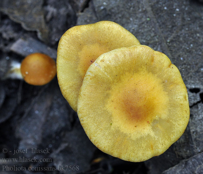 Pholiota conissans Šupinovka ověšená