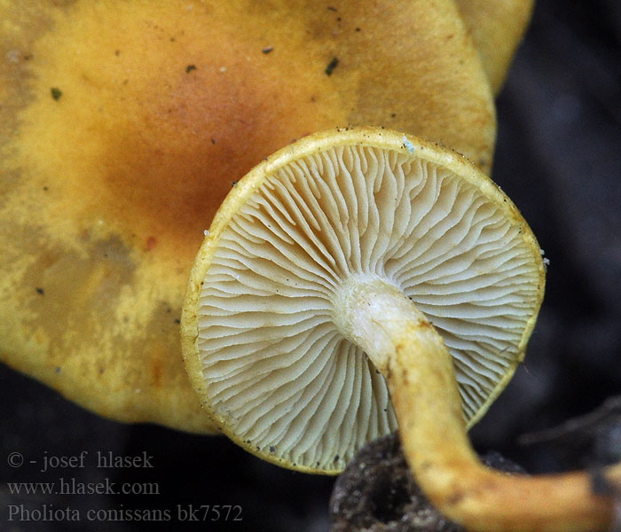 Pholiota conissans Grass-Schüppling Чешуйчатка пыльная