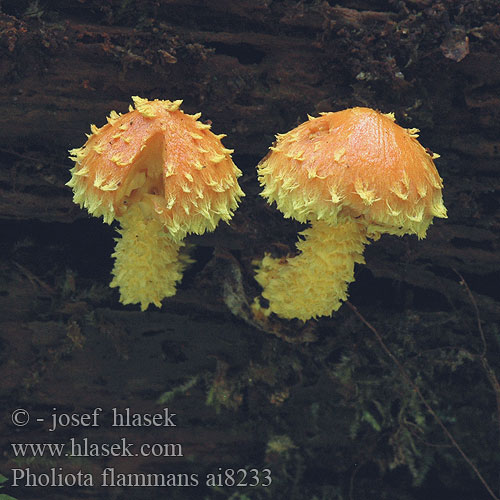 Pholiota flammans ai8233