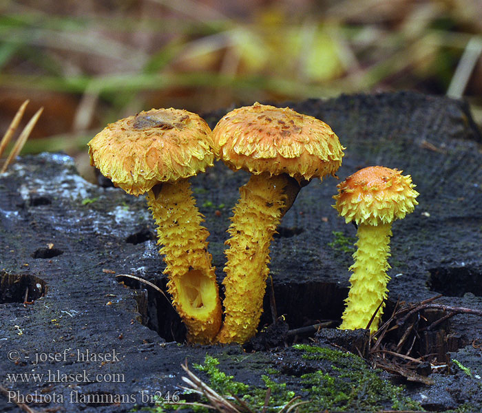 Pholiota flammans Łuskwiak ognisty Flaming Scalycap