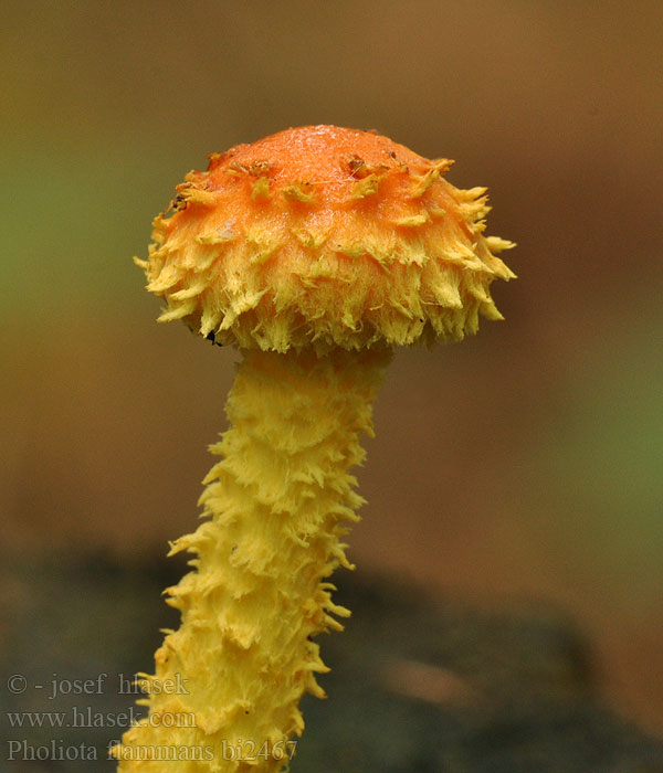 Pholiota flammans Svavelgul flamskivling Svaveltofsskivling