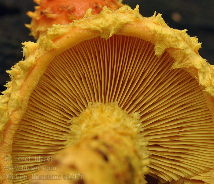 Pholiota_flammans_bi2470