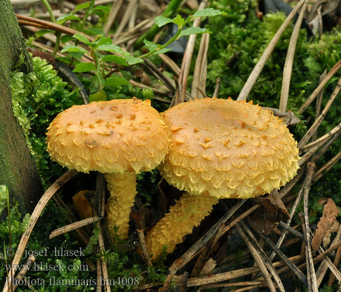 Pholiota flammans Pholiote flamboyante incandescente